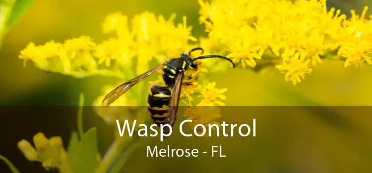 Wasp Control Melrose - FL