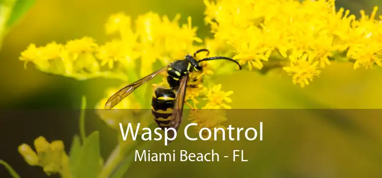 Wasp Control Miami Beach - FL