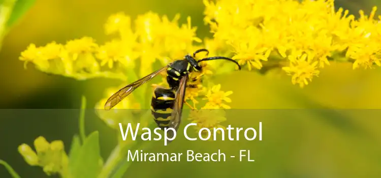 Wasp Control Miramar Beach - FL