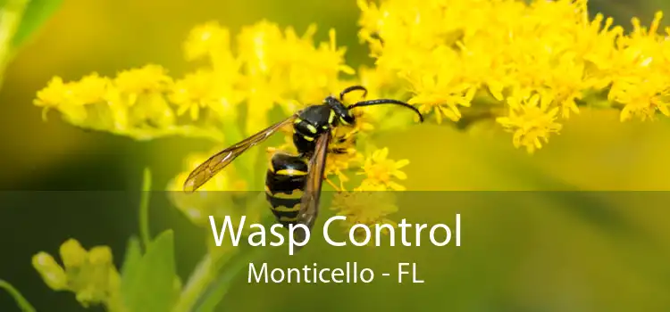 Wasp Control Monticello - FL