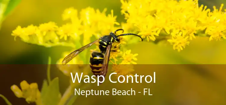 Wasp Control Neptune Beach - FL