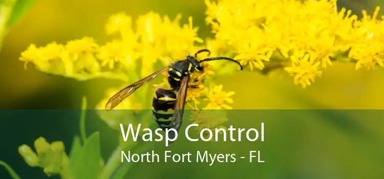 Wasp Control North Fort Myers - FL