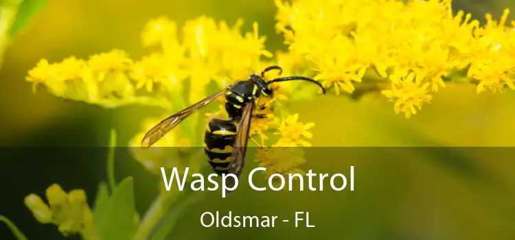 Wasp Control Oldsmar - FL