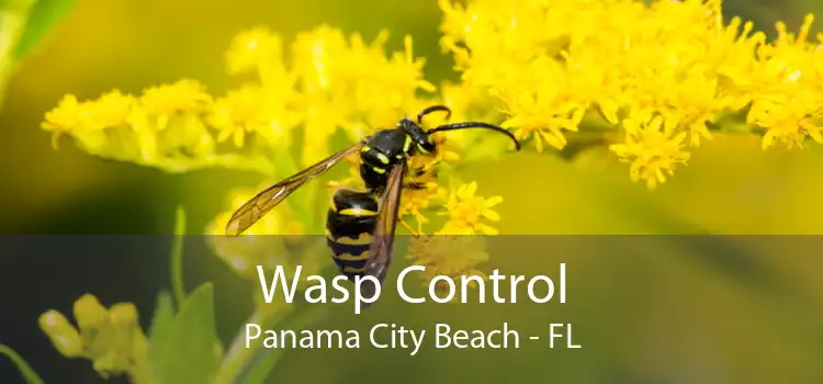 Wasp Control Panama City Beach - FL