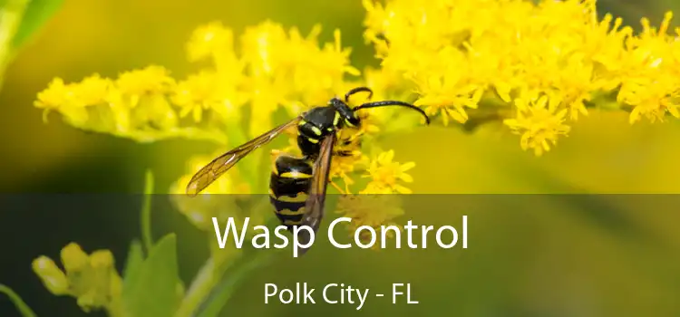 Wasp Control Polk City - FL