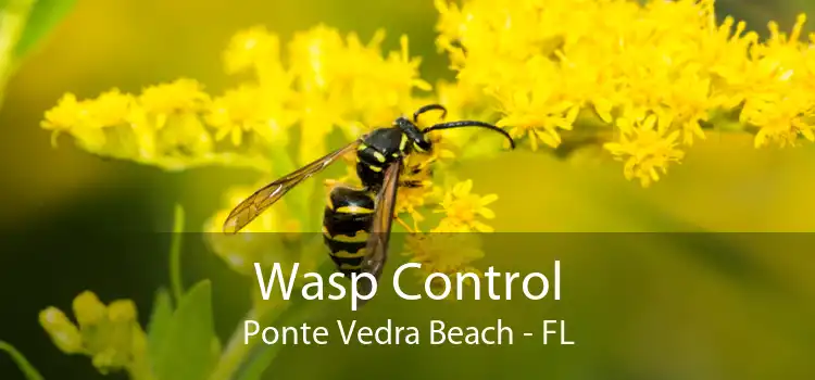 Wasp Control Ponte Vedra Beach - FL