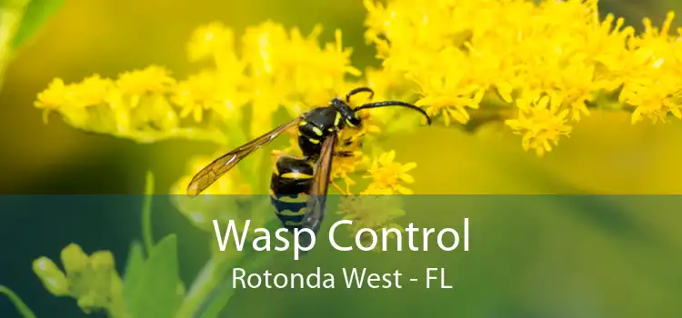 Wasp Control Rotonda West - FL