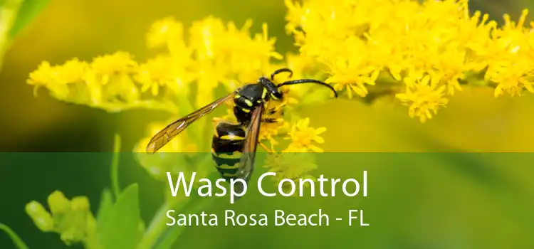 Wasp Control Santa Rosa Beach - FL