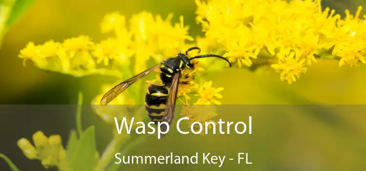  Wasp Control Summerland Key - FL