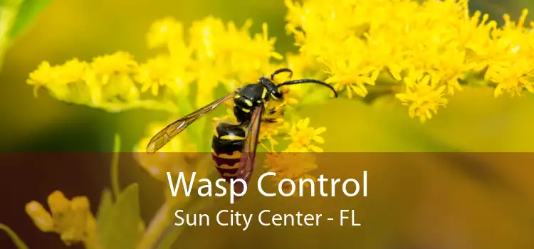 Wasp Control Sun City Center - FL