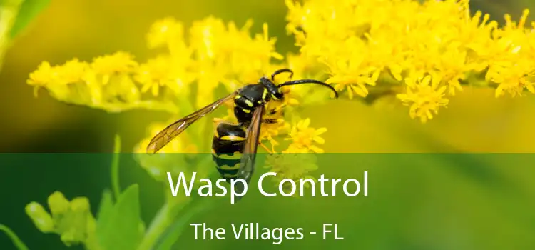 Wasp Control The Villages - FL