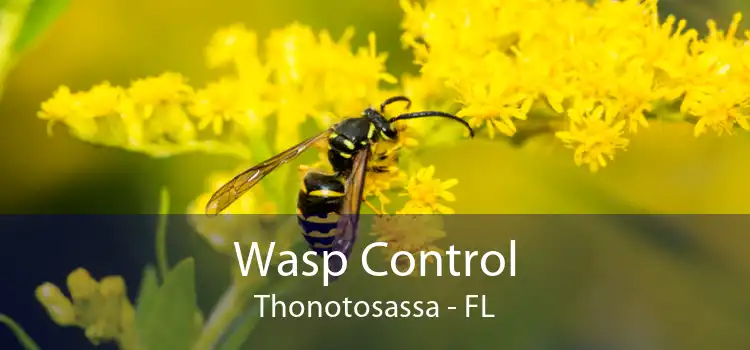 Wasp Control Thonotosassa - FL
