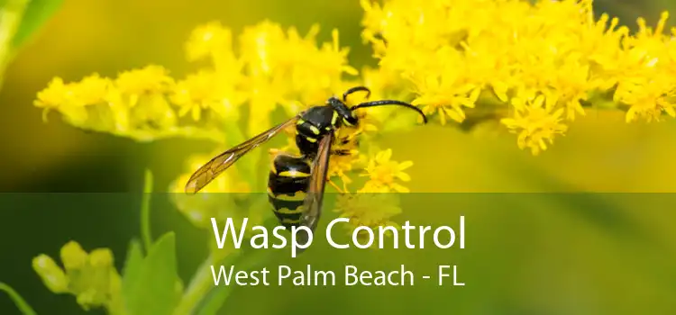 Wasp Control West Palm Beach - FL