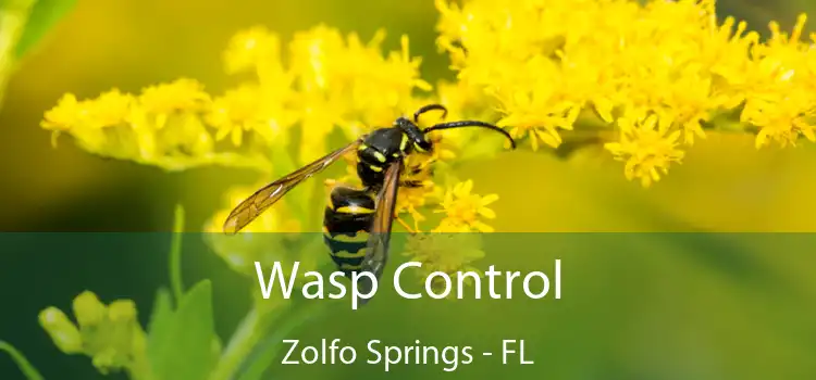  Wasp Control Zolfo Springs - FL