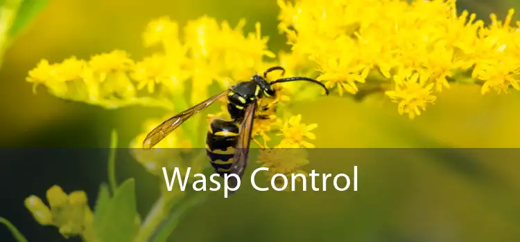 Wasp Control 