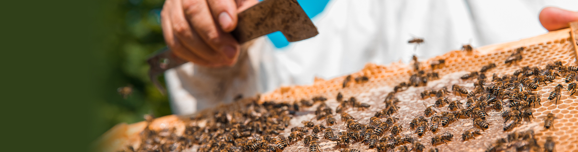 Bee Removal Honey Bee Removal