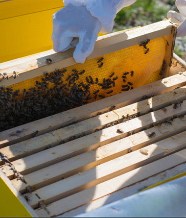 Bee Removal in Greenacres