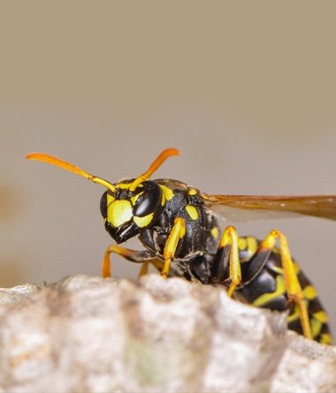 Wasp Control in Palm Harbor