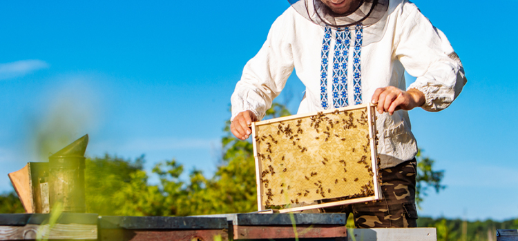 Bee Removal Cost in Sanderson, FL