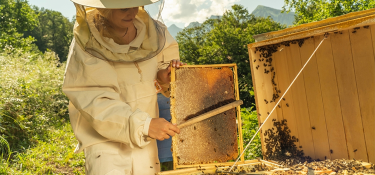 Bumble Bee Removal in Geneva, FL