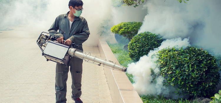 Wasp Control Services in Key West, FL