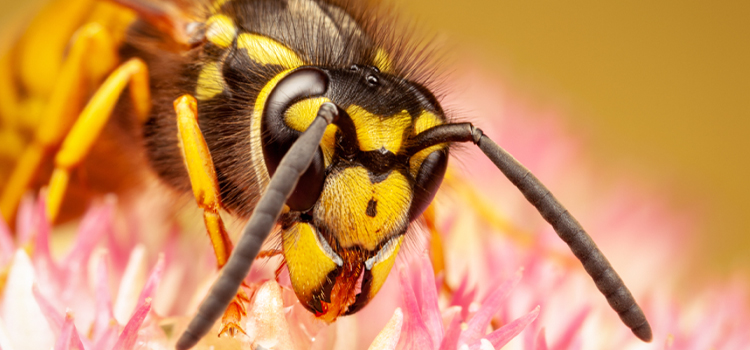 Wasp Pest Control in Country Club, FL